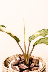 Aglaonema commutatum variegata